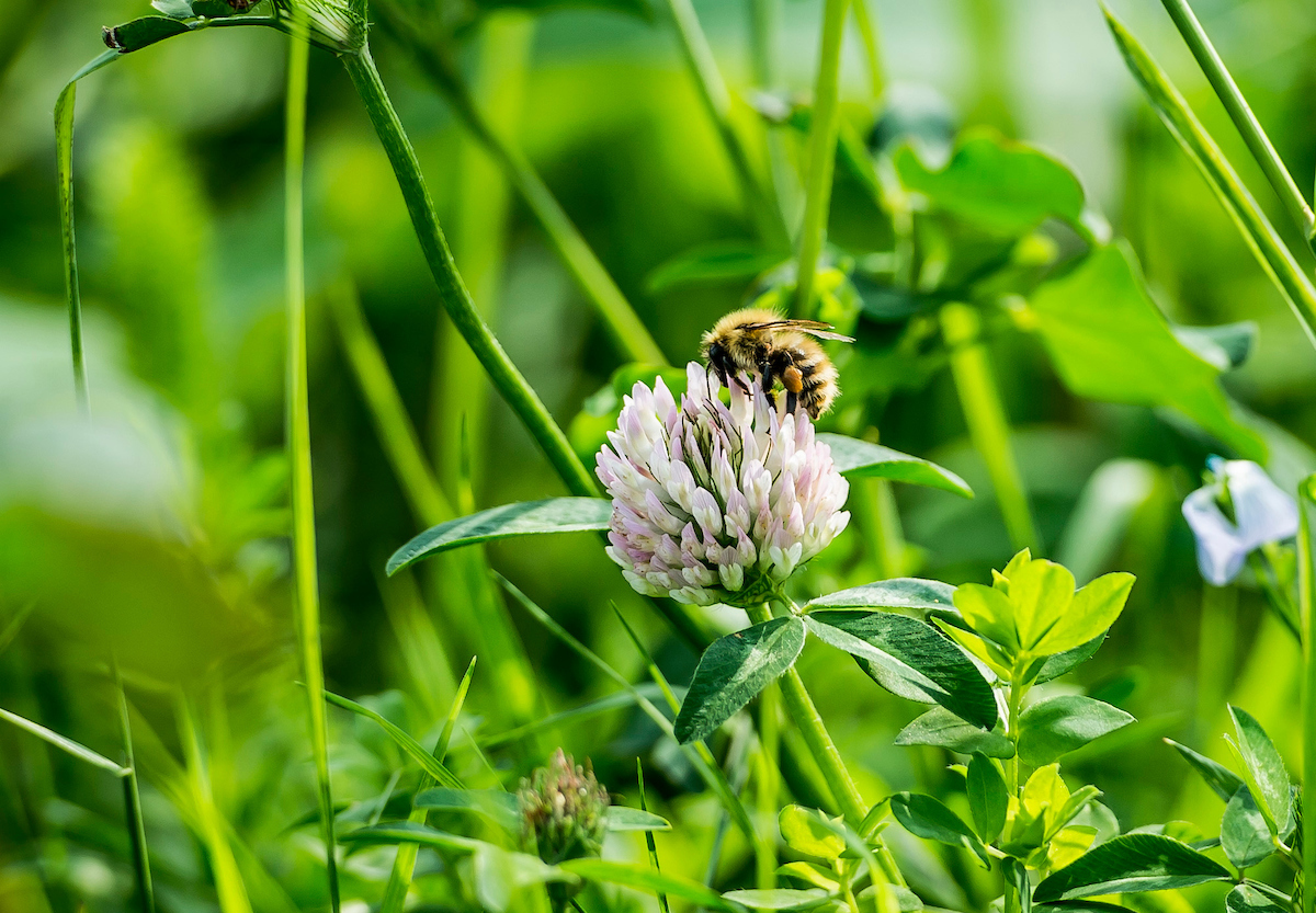 Blog: Coronavirus and your wellbeing