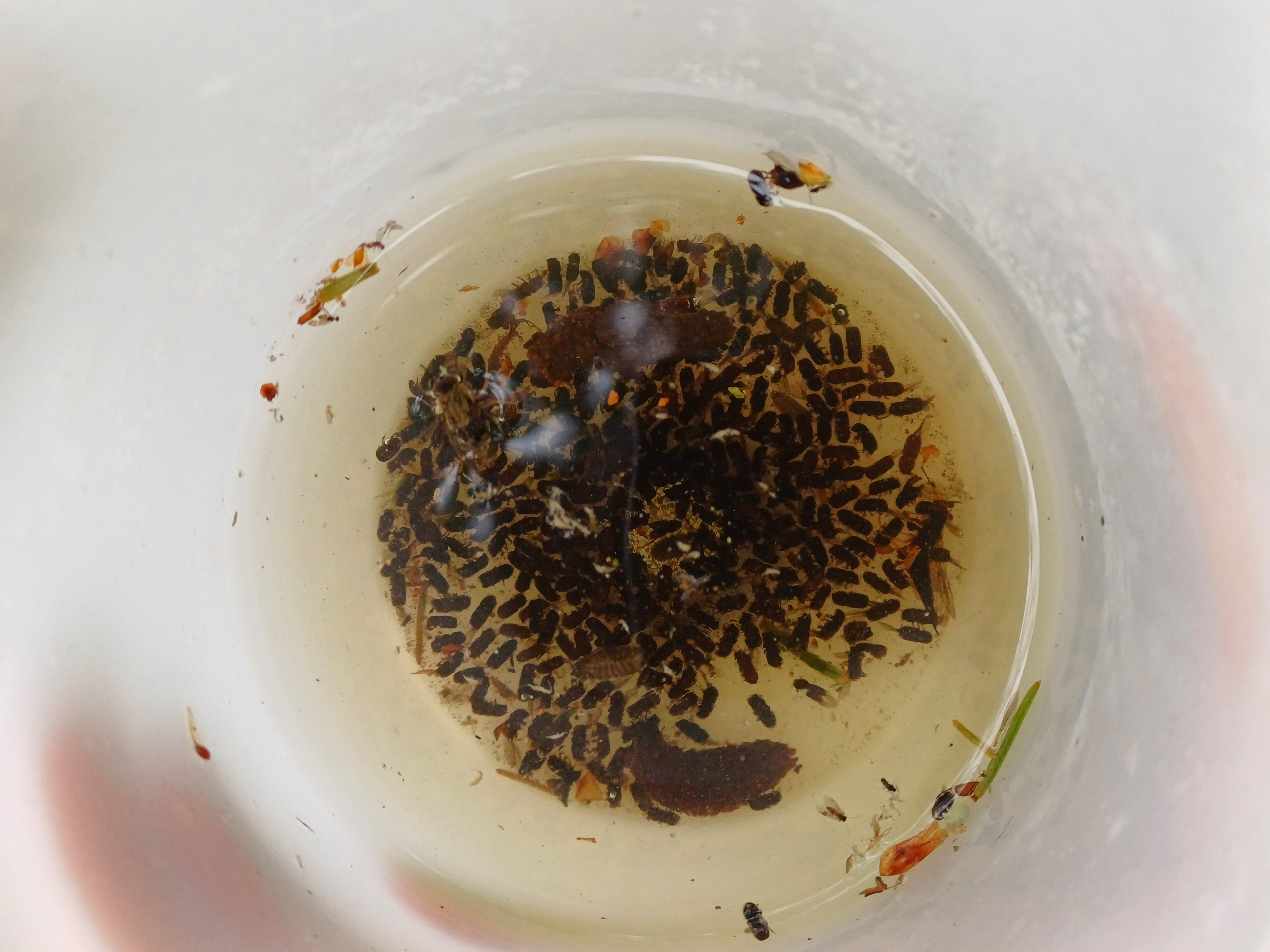 BLOG: Scottish Climate Week special – Ips typographus