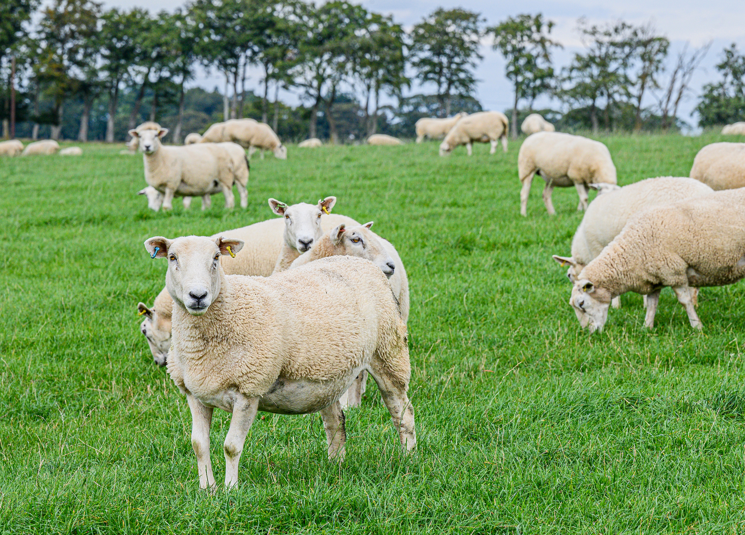 Deadline closing for free Farm Woodland Assessments