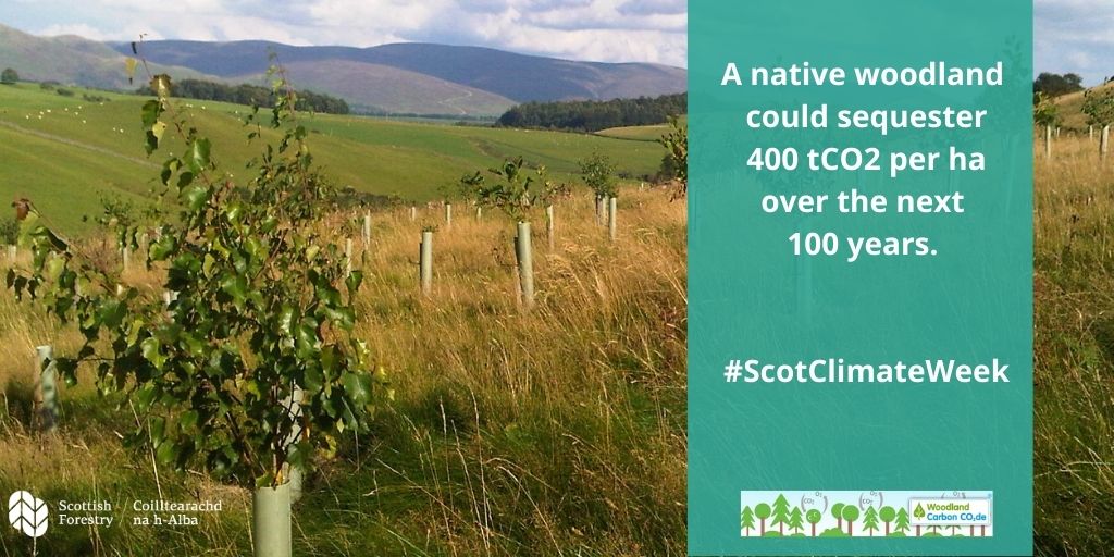 A native woodland could sequester 400 tCO2 per ha over the next 100 years. ScotClimateWeek