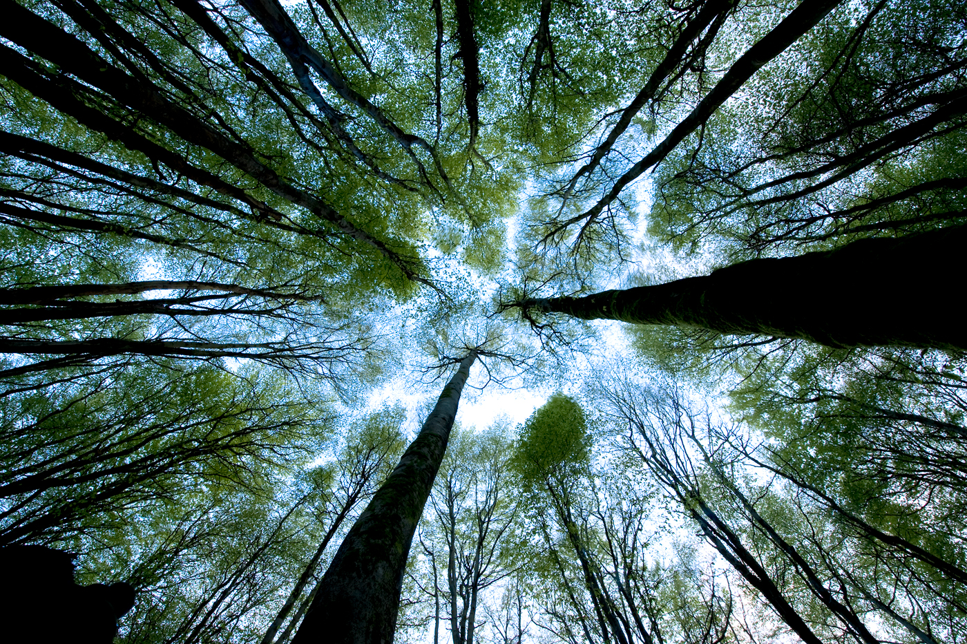 Future grant support for forestry consultation analysis published