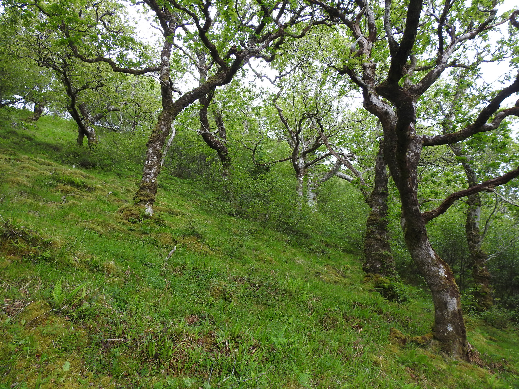 Scotland’s rainforest strategy aims to strengthen partnerships