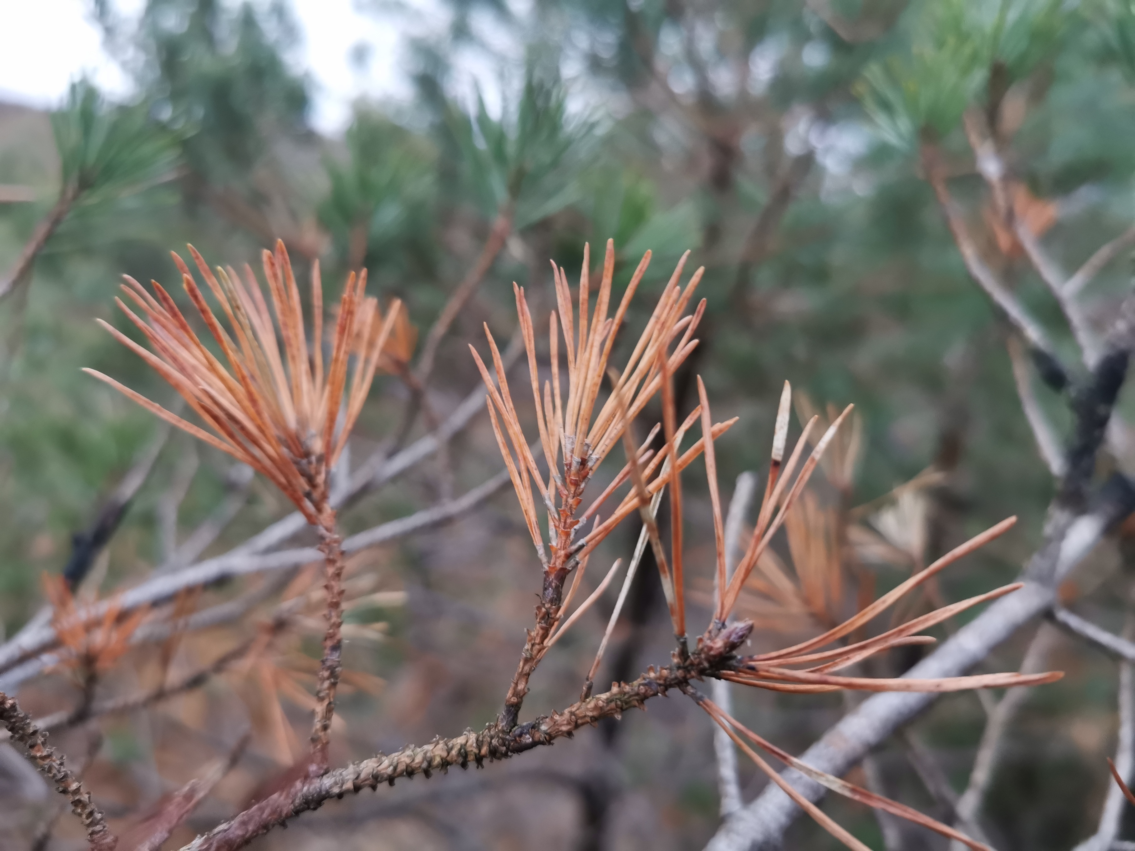 BLOG: Curreya pithyophila – what we know about it 