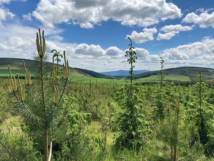 19th Dec 2023 draft budget - Woodland Creation