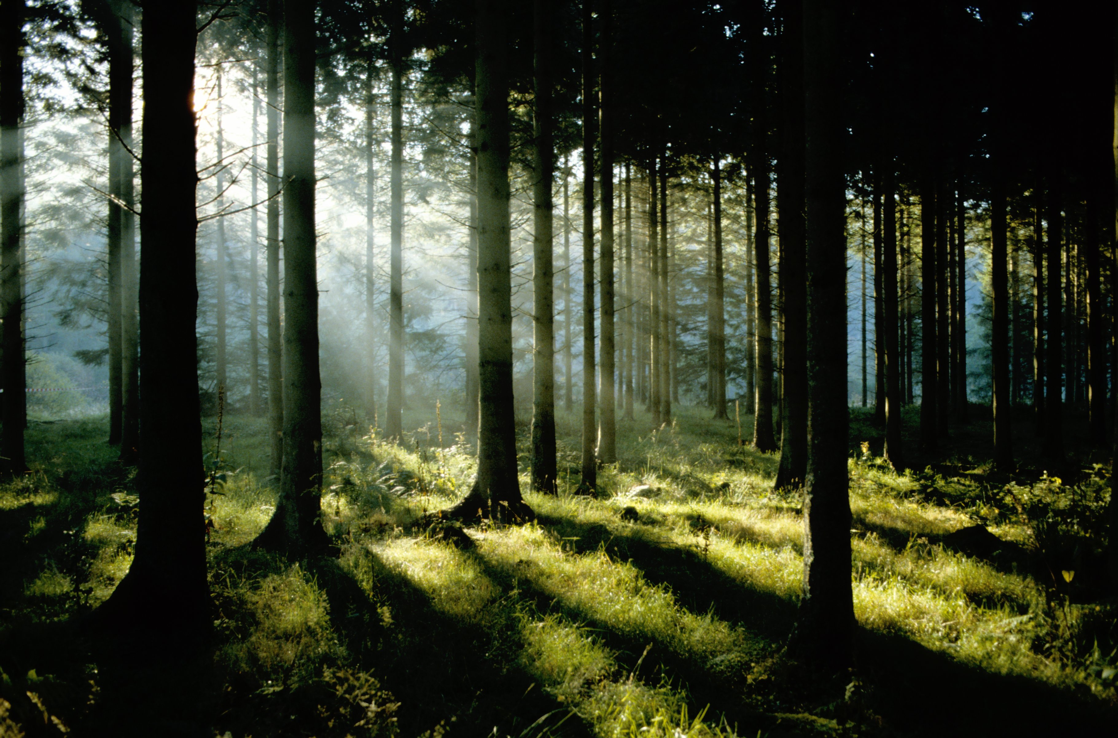 Temporary arrangements for forestry grants during Covid