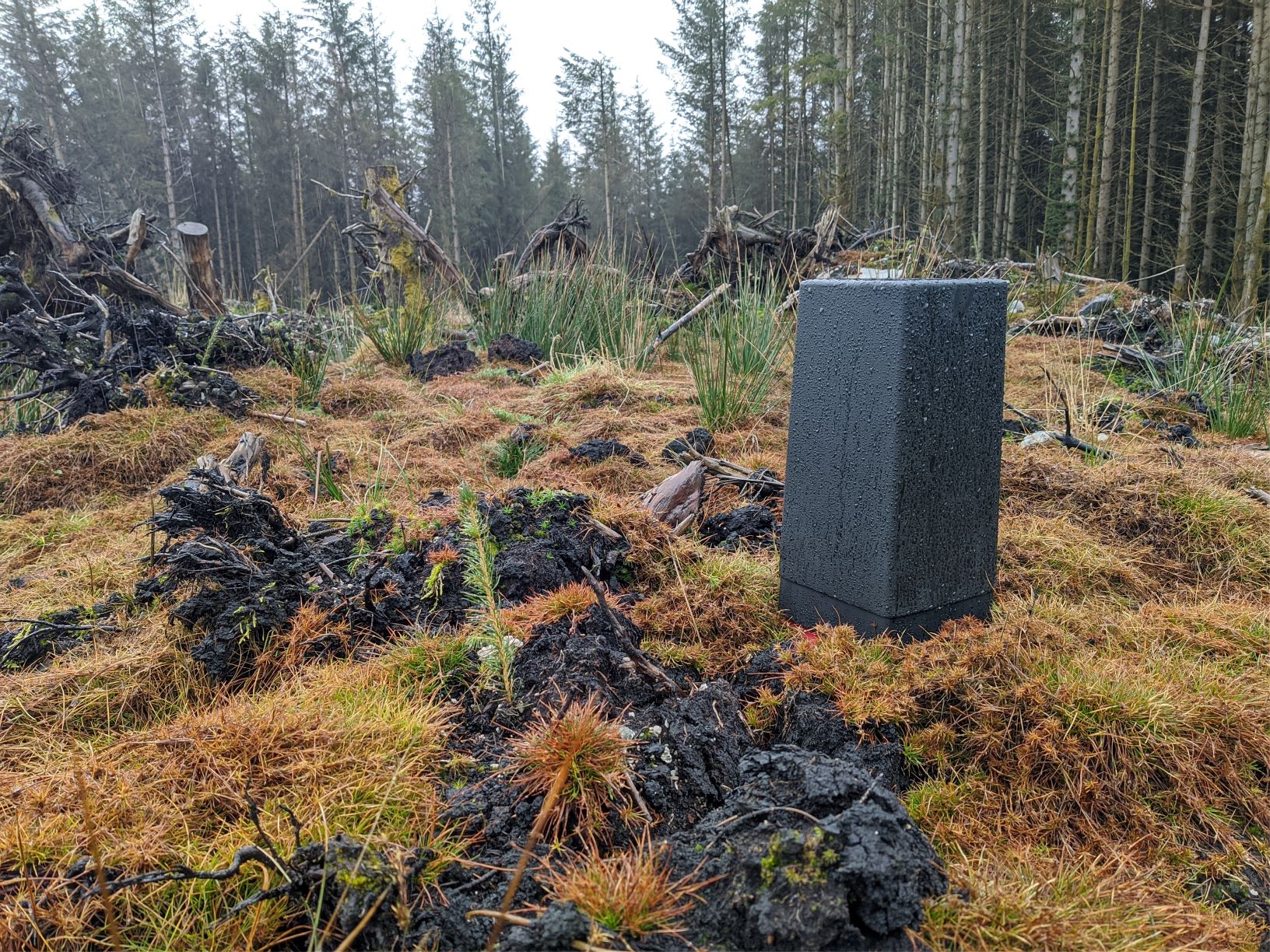 Scottish Government funding secures tree pest solution