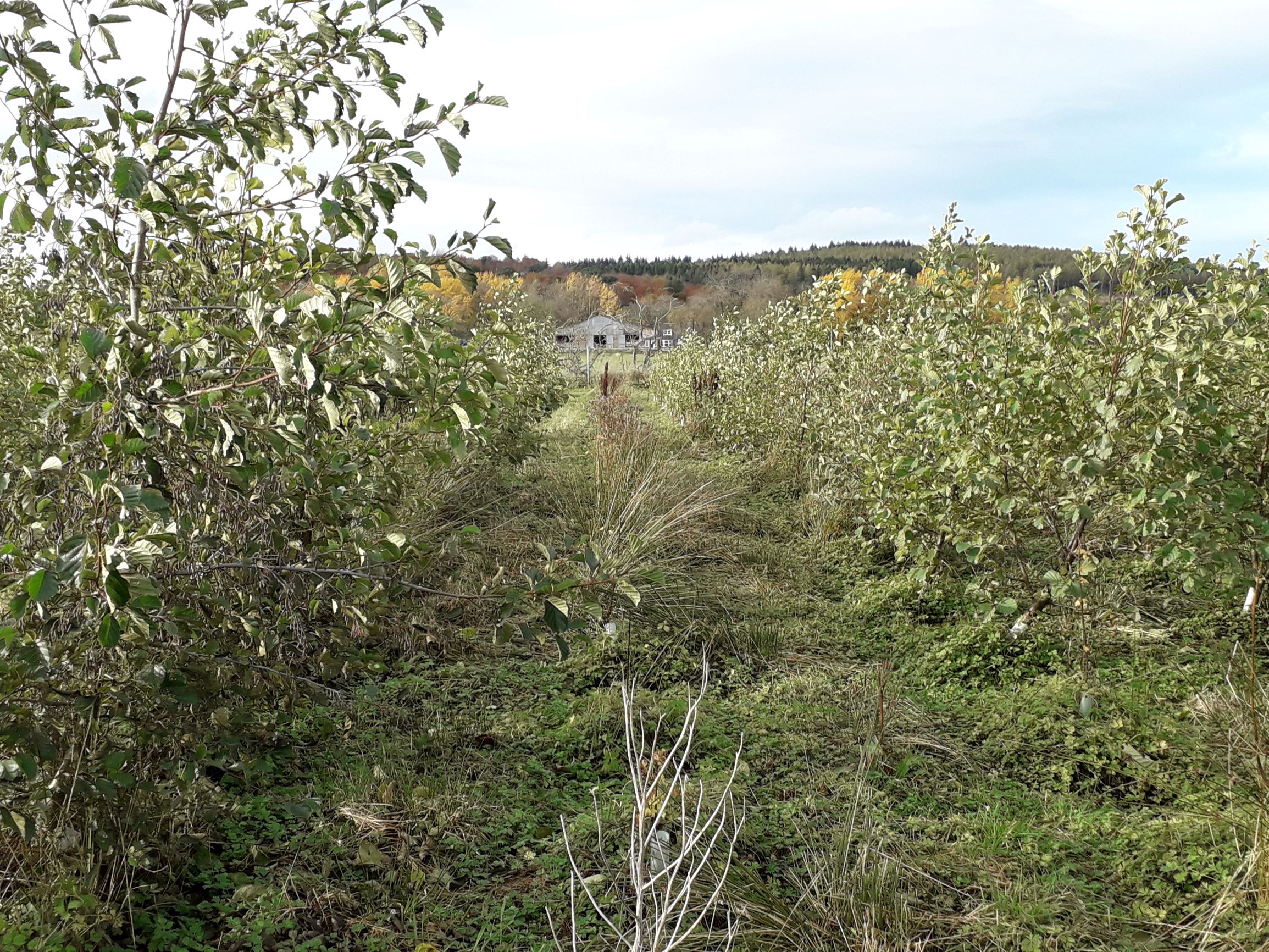 A helping hand for farmers to get started with forestry in Grampian
