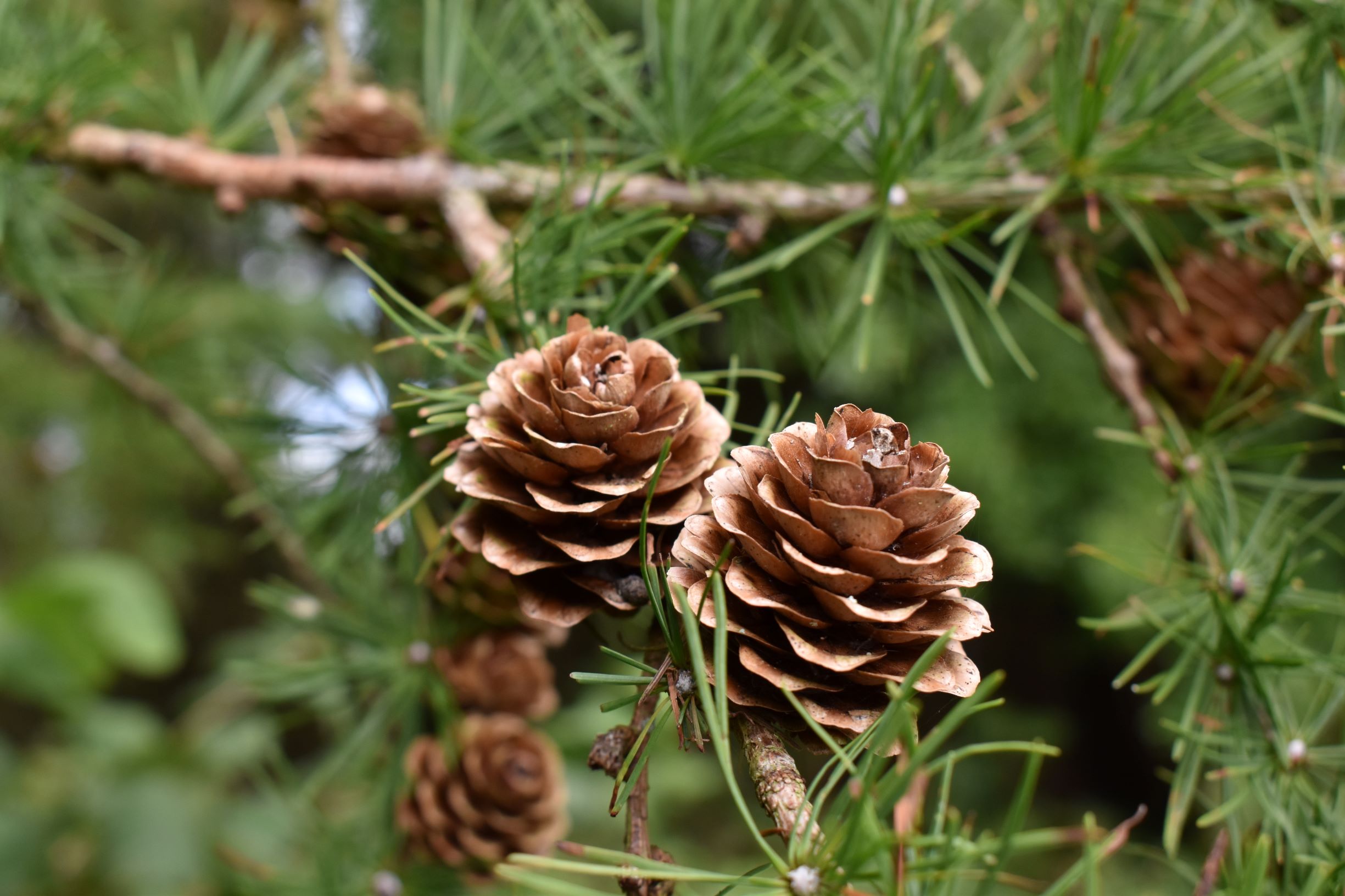 Blog: Guidance on Non-Timber Forest Products