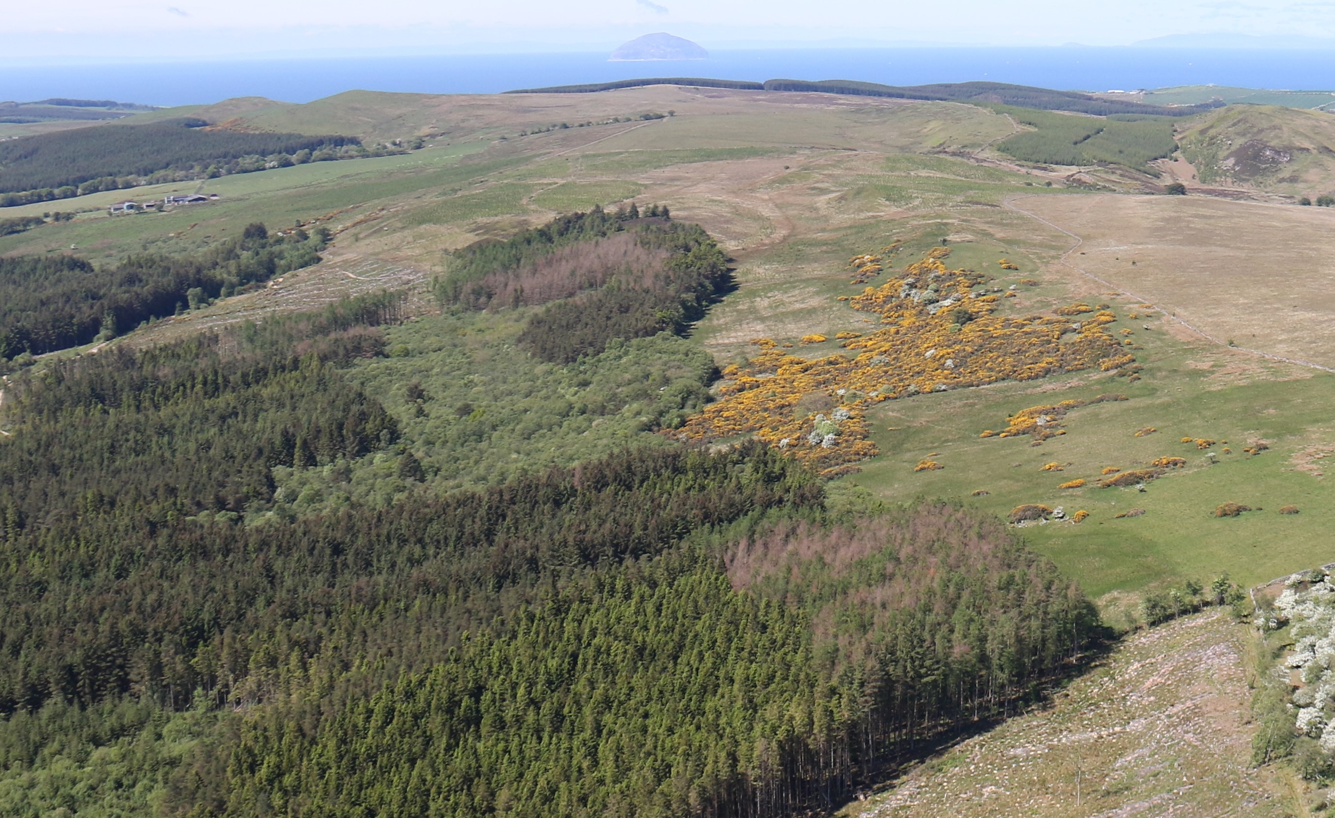 Check your trees during COVID-19 says Scottish Forestry