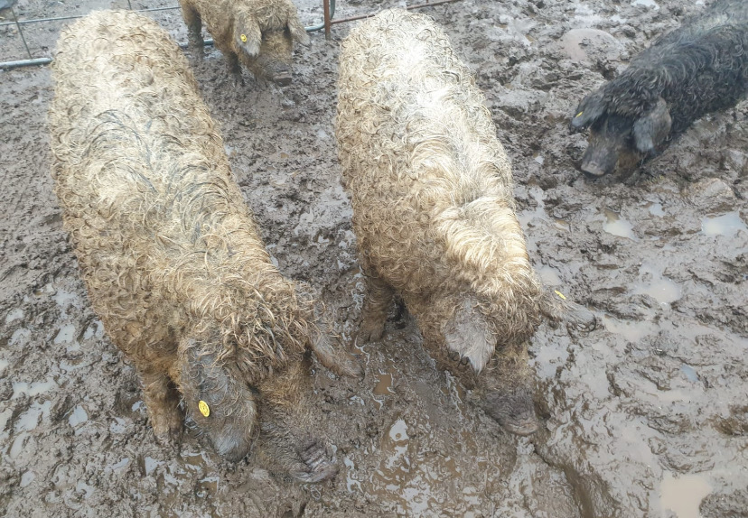 Mangalica Pigs