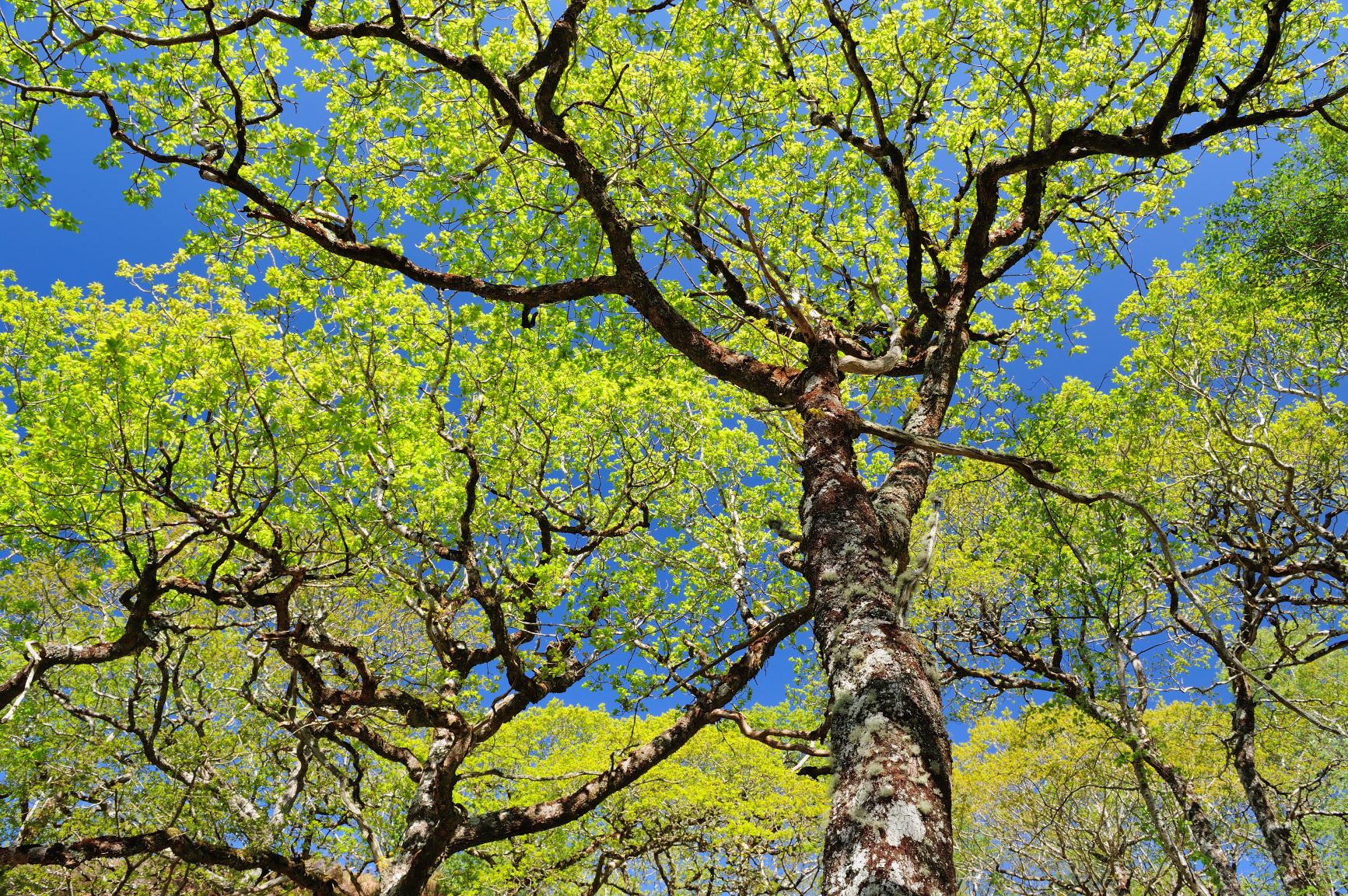 Oak canopy small