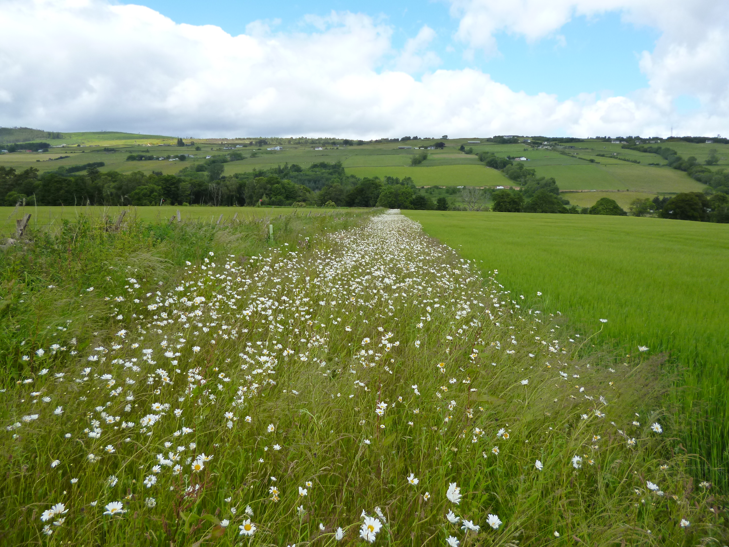 P1030710 Knockbain landscape SB