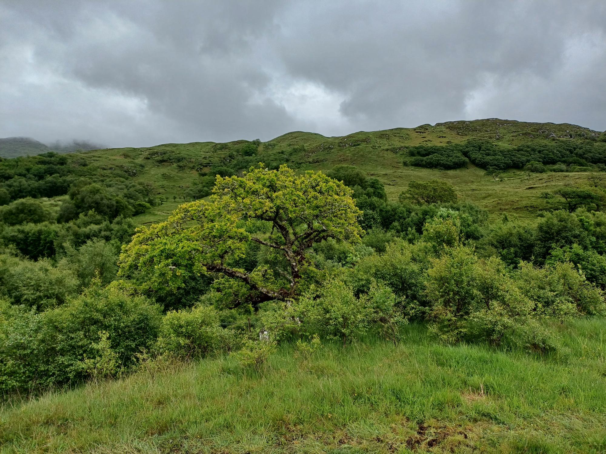 Ardnamurchan farmer to showcase growing trees
