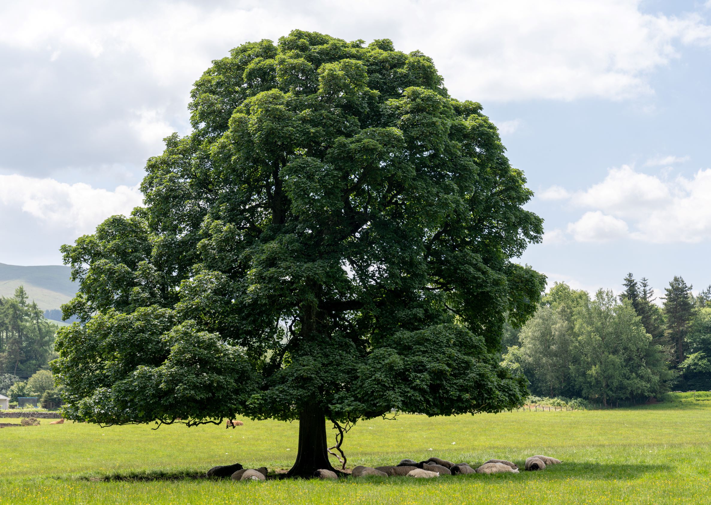 Blog: Integrating trees network: a growing success