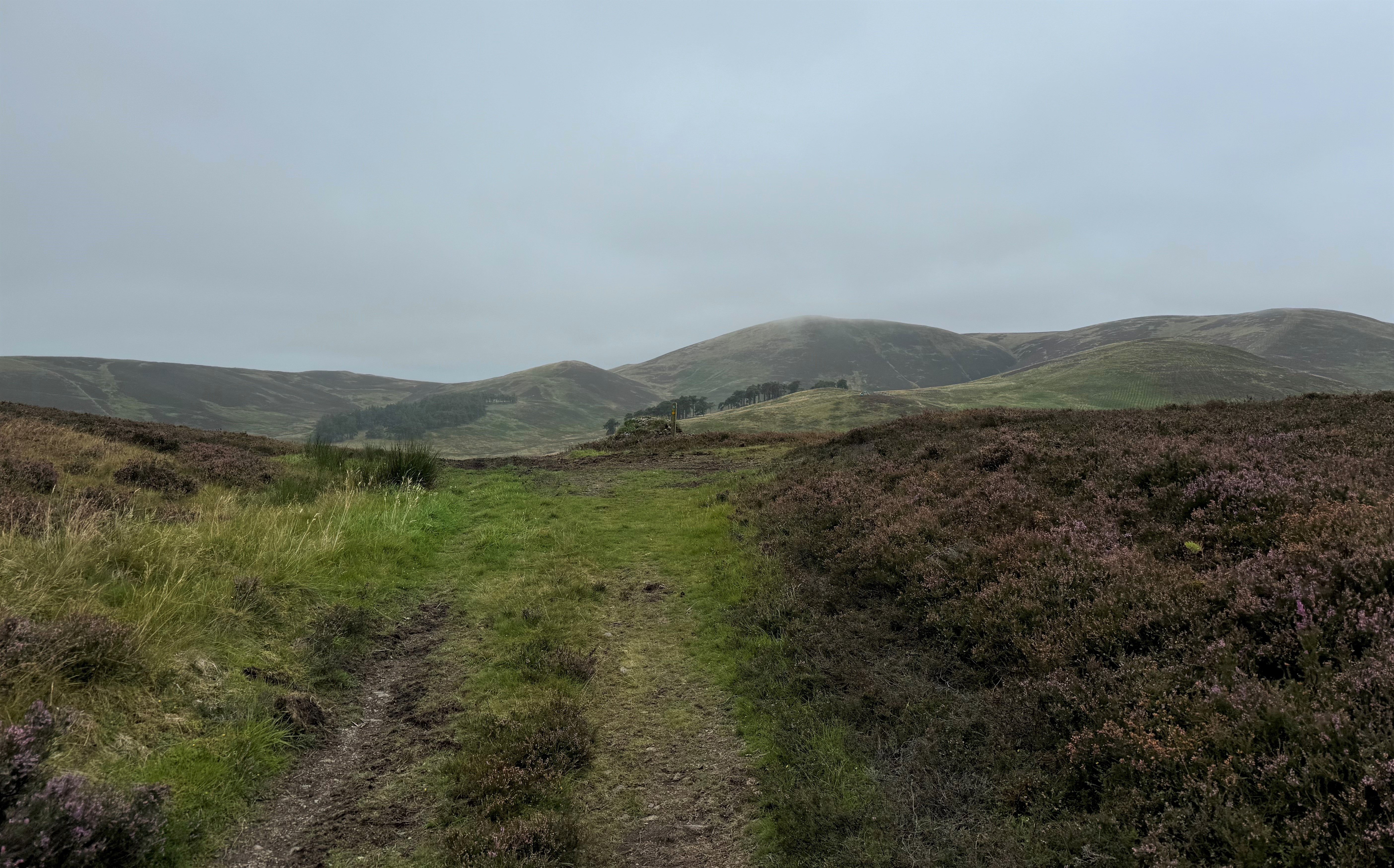 Scottish Forestry halts forestry work at Stobo over new information