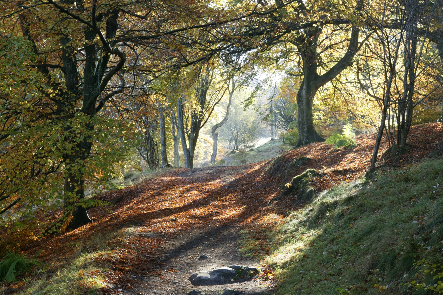 Woodland path