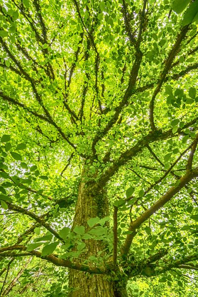 BLOG: Working to protect the elms 