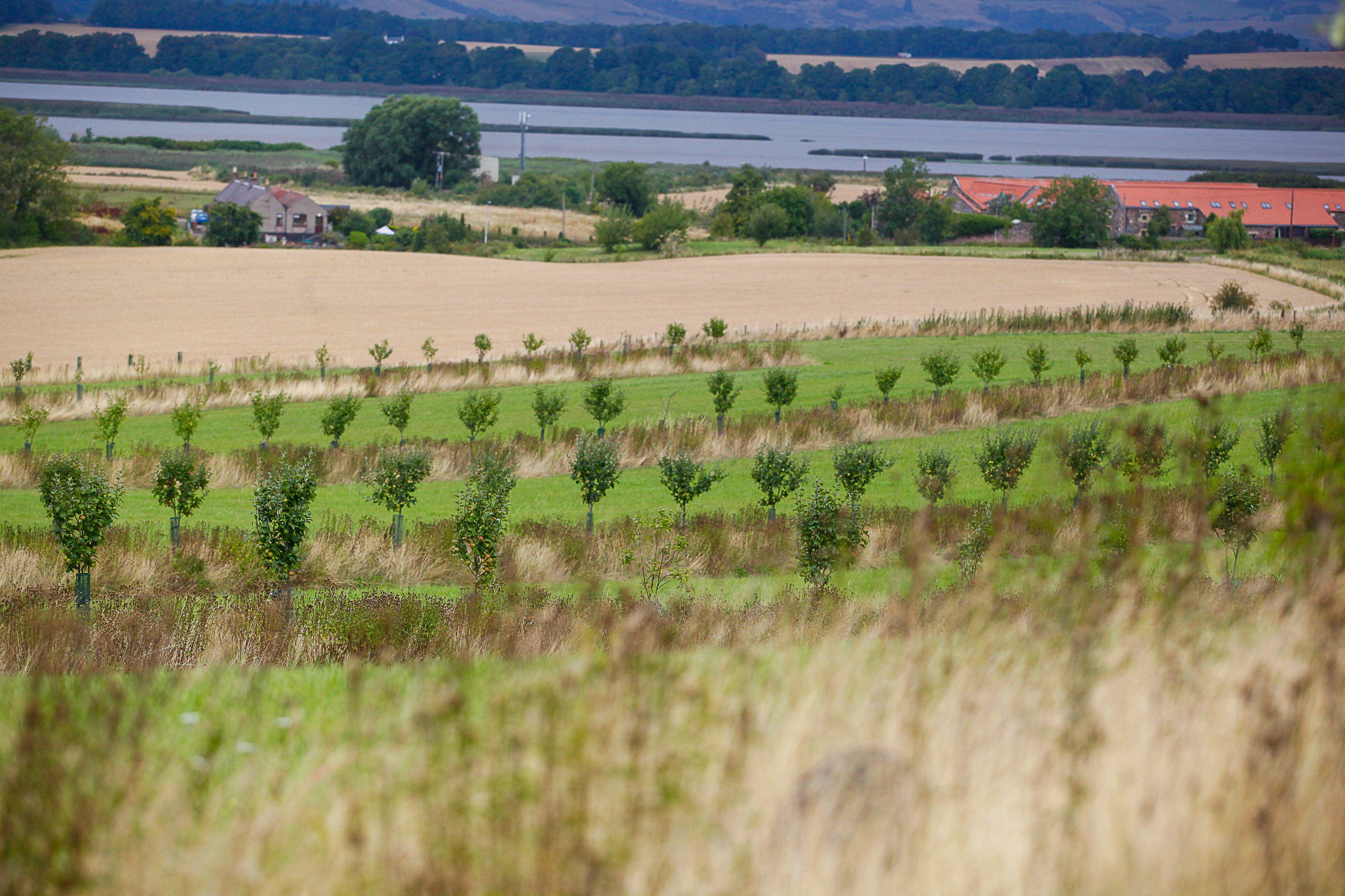 New measures to boost agroforestry