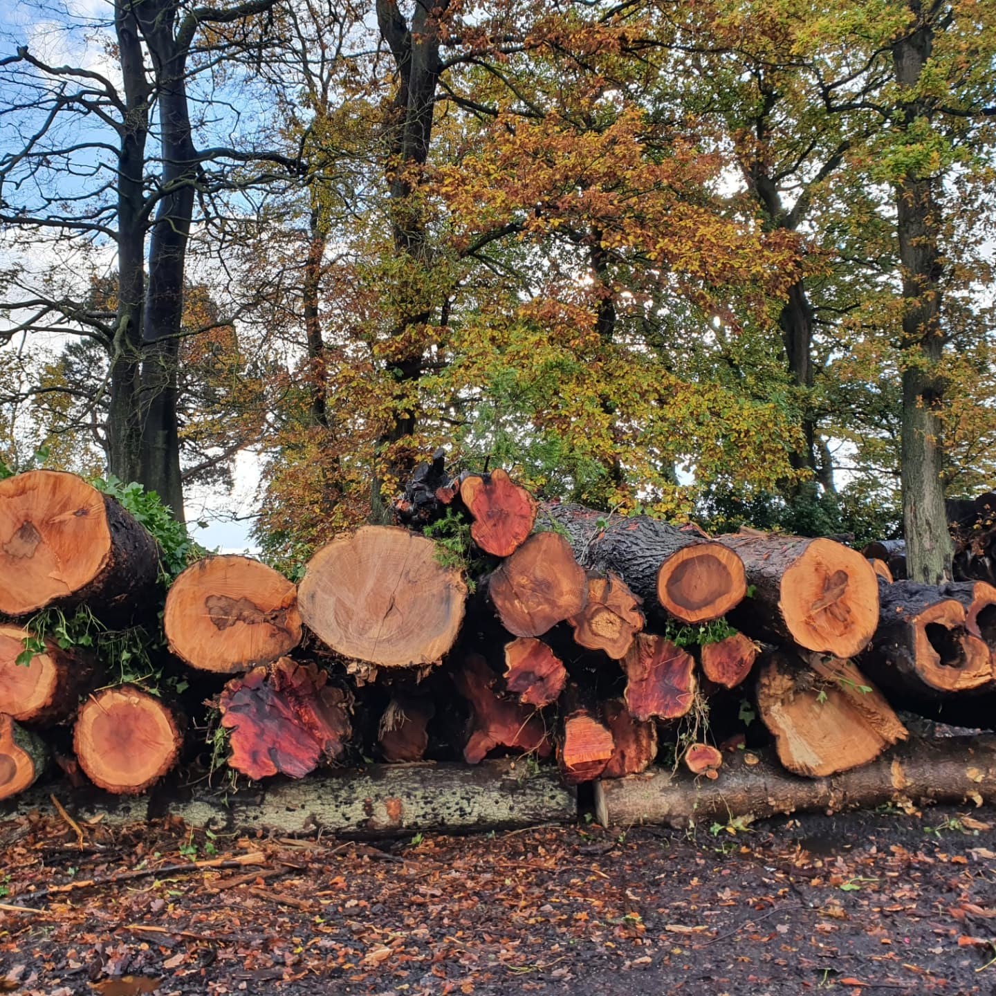 Advice on quality hardwoods for woodland owners