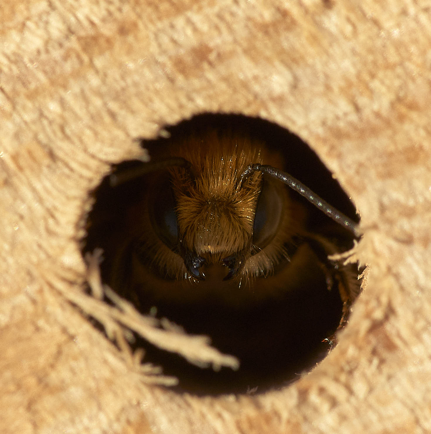 blue mason in chamber