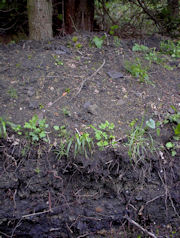 A blackened soil with fragments of broken ceramics indicating a site of former ceramic production.