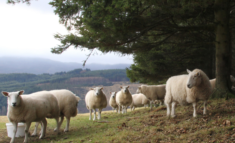 Sheep sheltering under trees