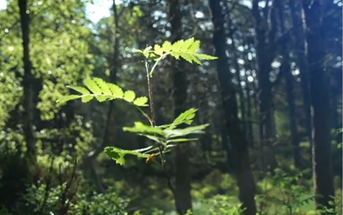New report reveals Scotland has more native woodland than was thought