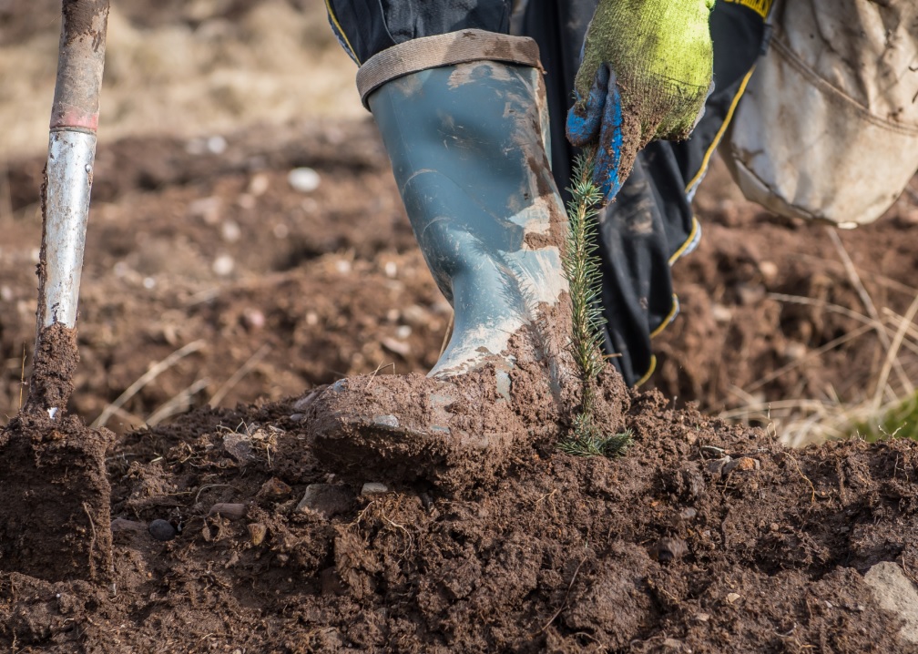 booted foot firming up soil around newly planted seedling
