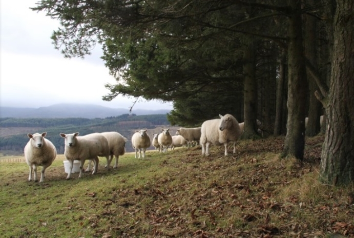 sheep and trees