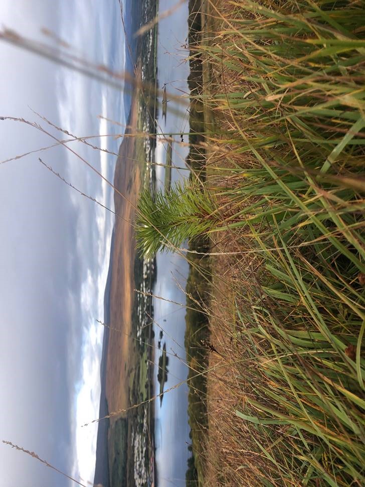 Crofters invited to Highland tree growing event