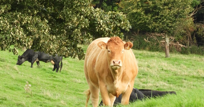 Free help to central belt farmers to get planting trees - from Ayrshire to the Lothians