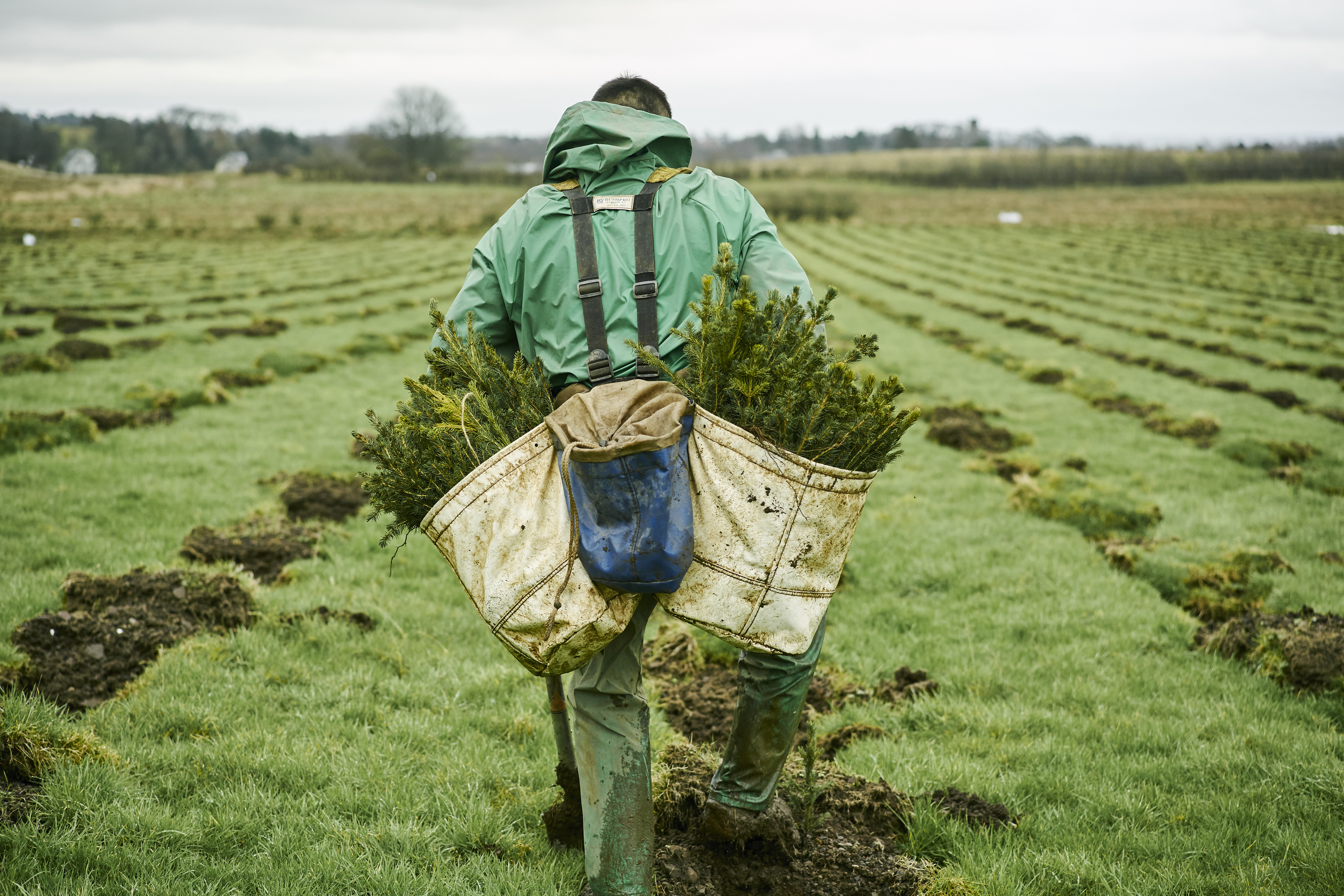 Scotland “punching above its weight” on creating woodlands