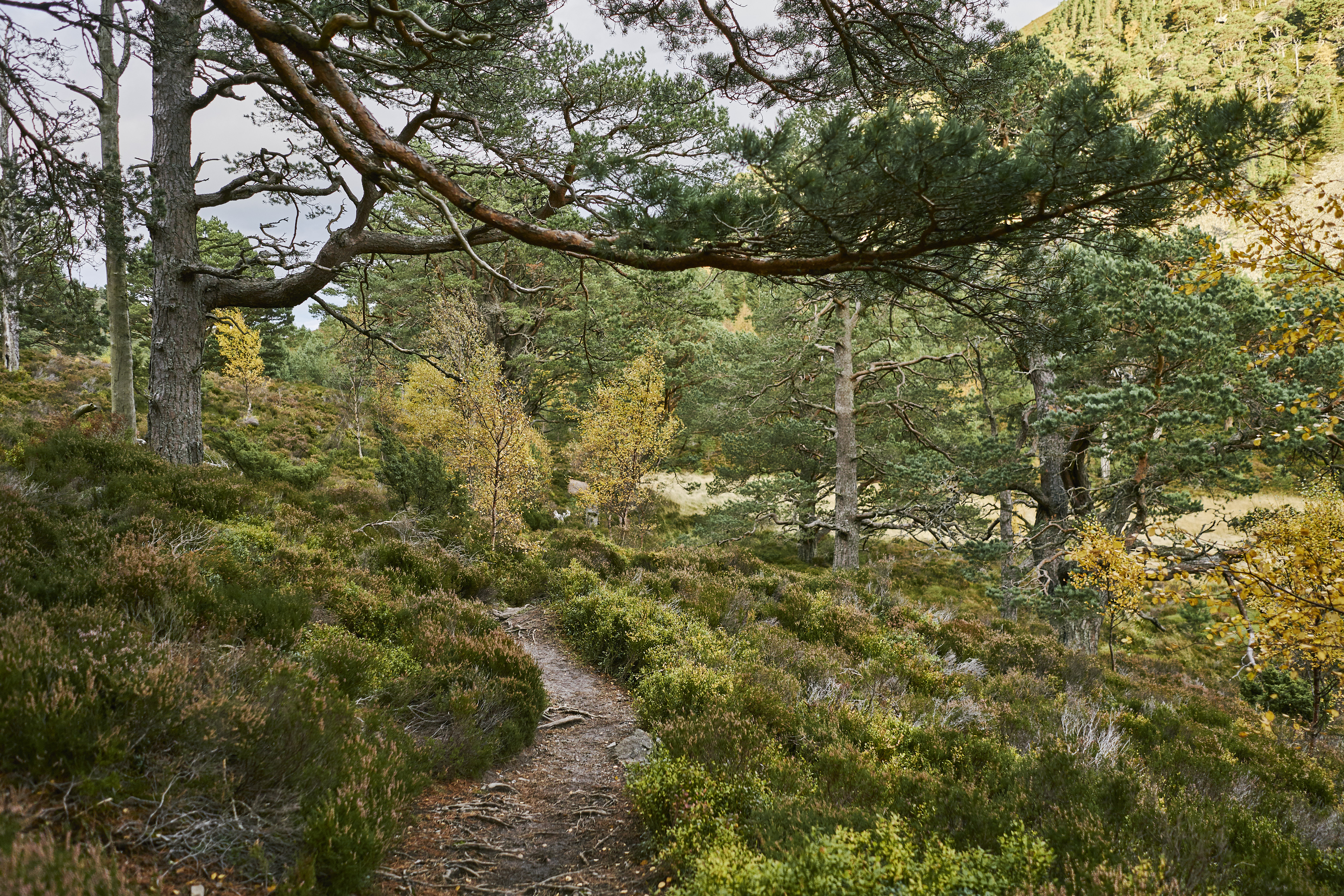 fls nr glenmoreforestpark glenmore circularwalk photo oct 2019 007 7