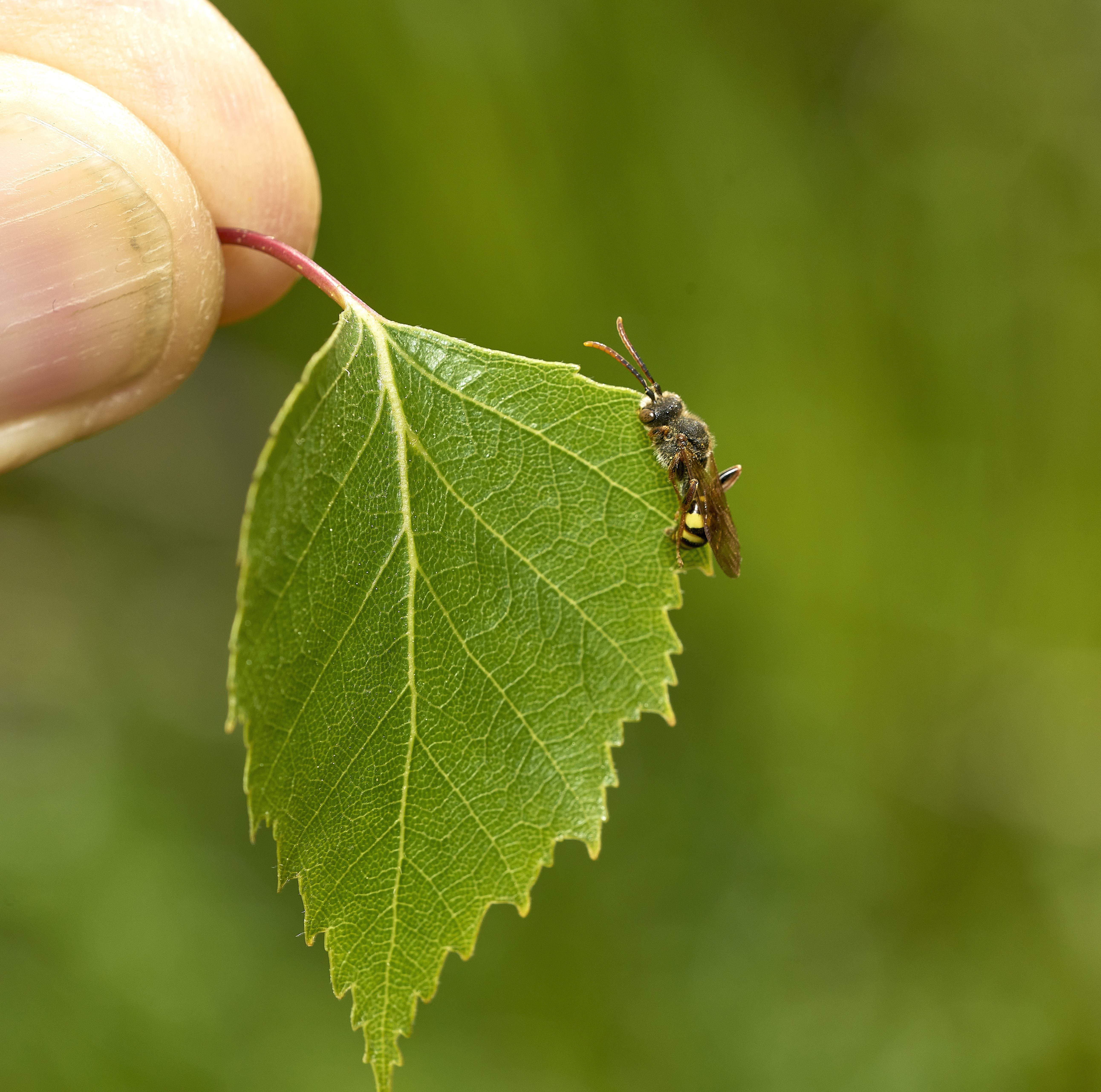 pic 3 nomada on birch leaf