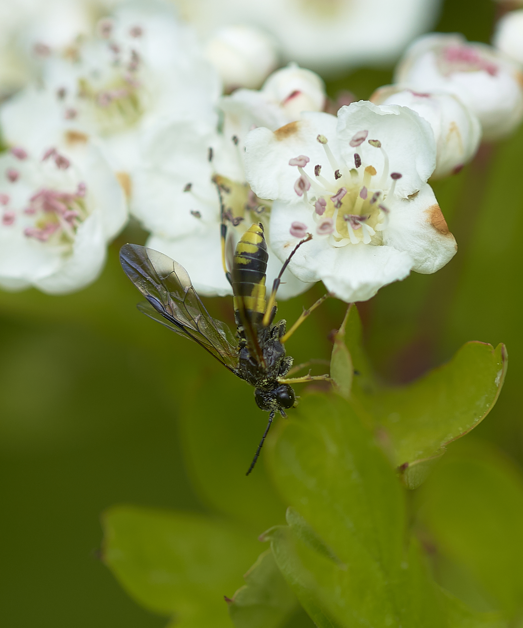 pic 5 sawfly
