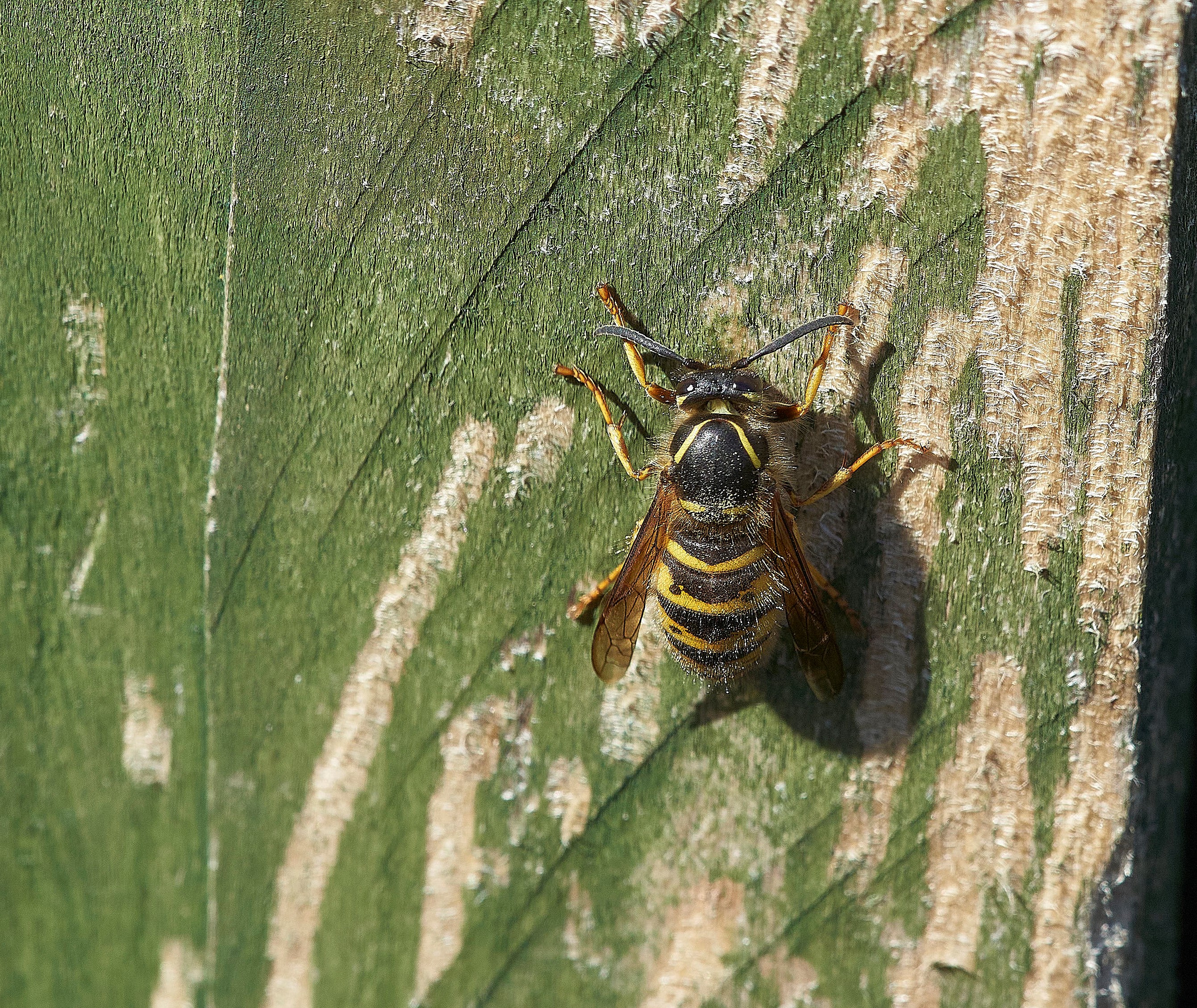 pic 6 wasp strips low res