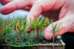 Sustainable Forestry