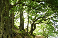 Applying for consent