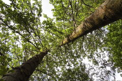 Applying for opinion