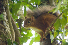 Conserving Red Squirrels