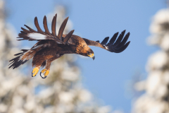 Forests and the Environment