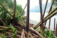 Windblow Contingency Plan