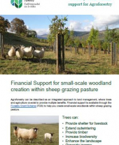 Financial Support for Small-scale Woodland Creation Within Sheep Grazing Pasture