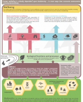 Feasibility Study for the Valuation of Forest Biodiversity Infographic